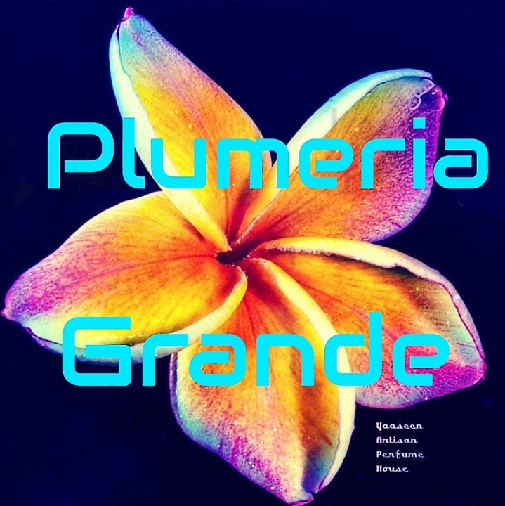 Plumeria Grandé